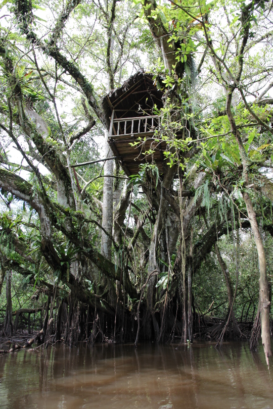 Baumhaus im Dschungel.