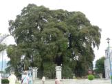 Baum von Tule