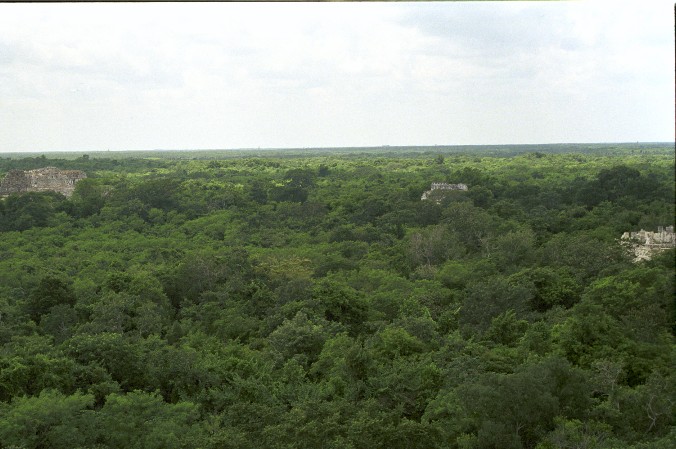 Dschungel mit einigen Tempelspitzen von Antje Baumann