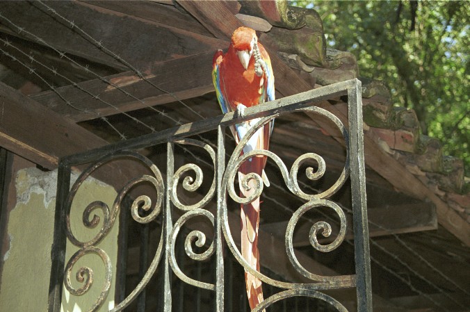 Papagei am Eingang der Ausgrabungsstätte von Antje Baumann