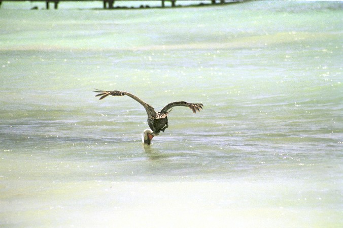 Pelikan hat einen Fisch gefangen von Antje Baumann
