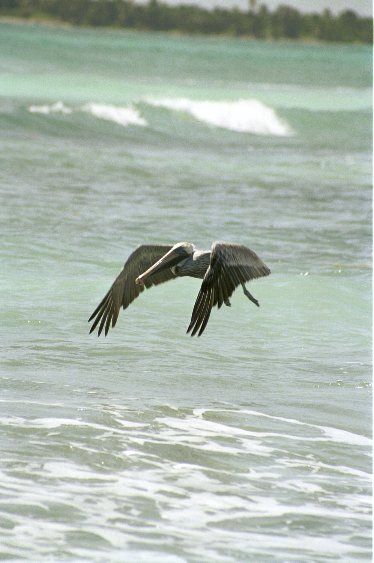 Ein fliegender Pelikan von Antje Baumann