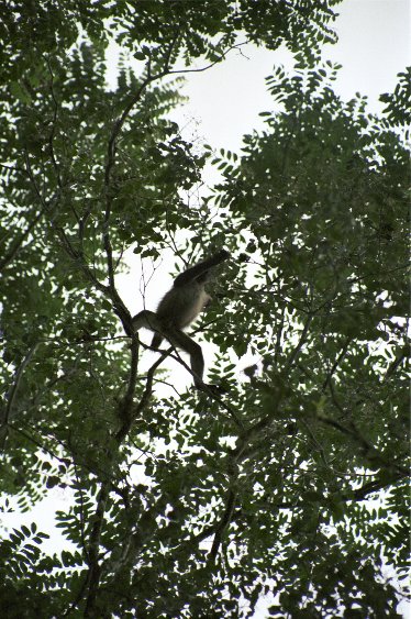 Affe in den Bäumen von Antje Baumann