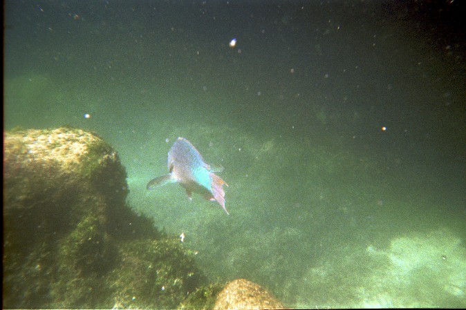 Bunter Fisch von Antje Baumann