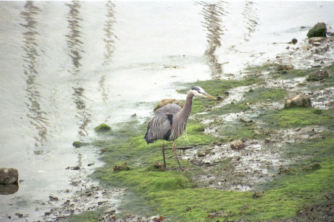 Ein Reiher im Stanley Park von Antje Baumann