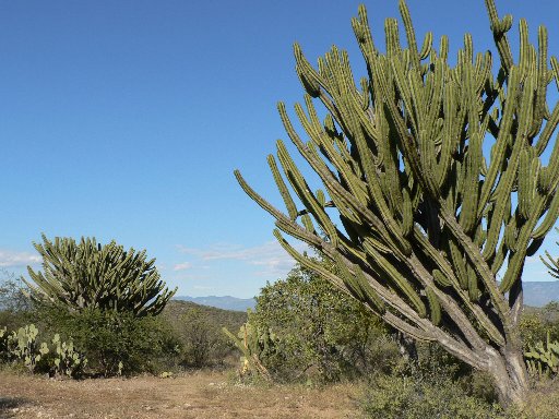 Kaktus von Antje Baumann