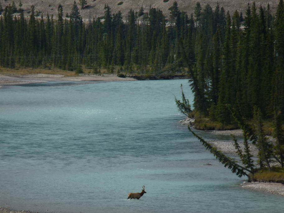 Wapitihirsch berquert den Athabasca River von Antje Baumann
