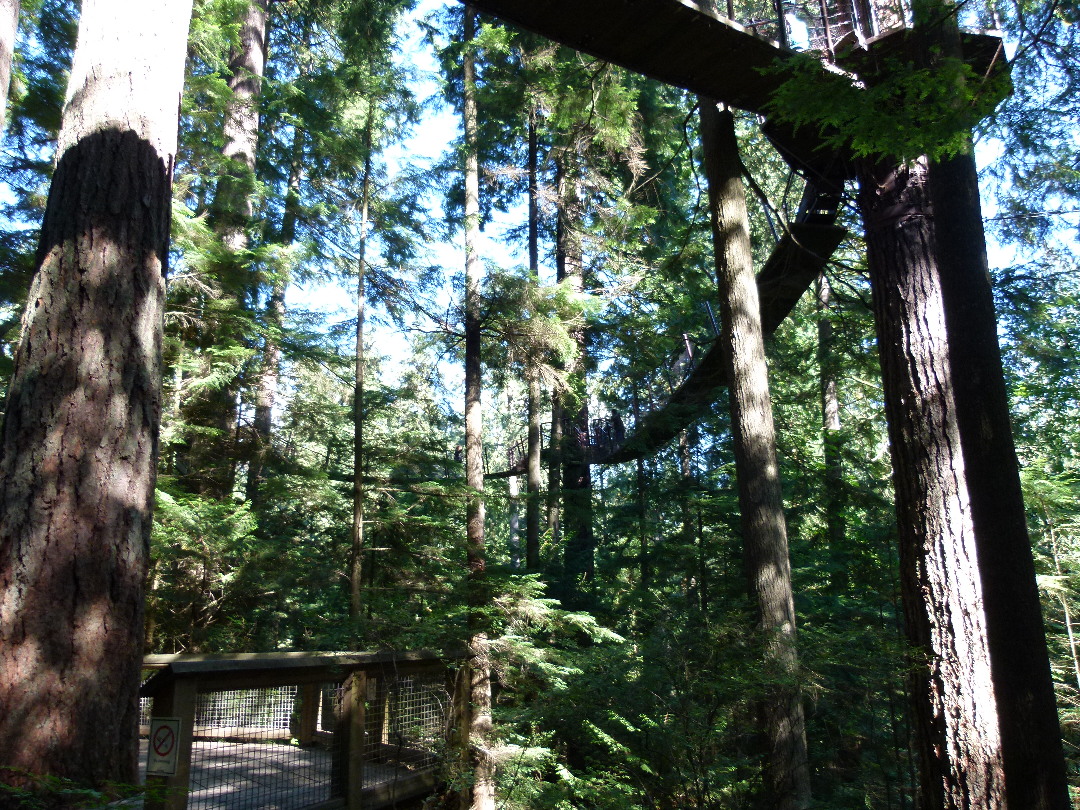Treetops Adventure an der Capilano Suspension Bridge von Antje Baumann