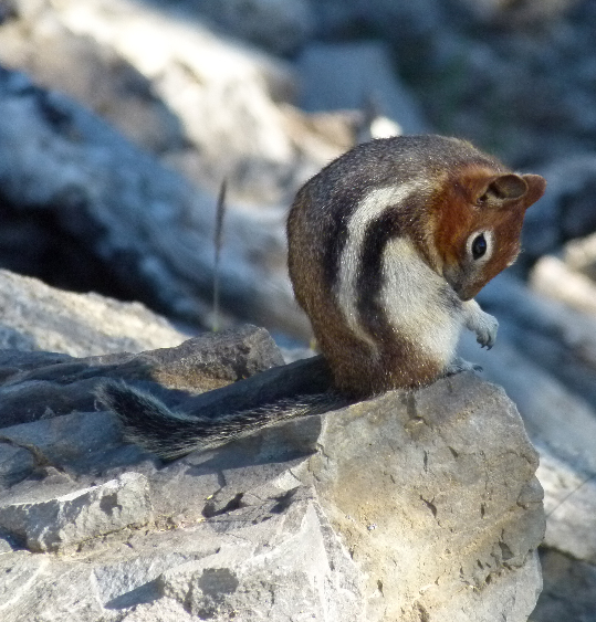 Squirrel auf dem Sulphur Mountain von Antje Baumann