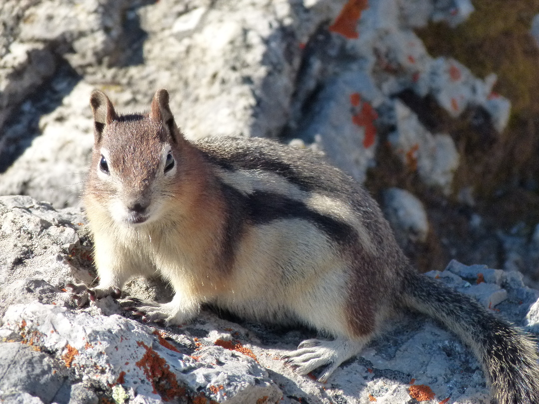 Squirrel am Minnewanka Lake von Antje Baumann