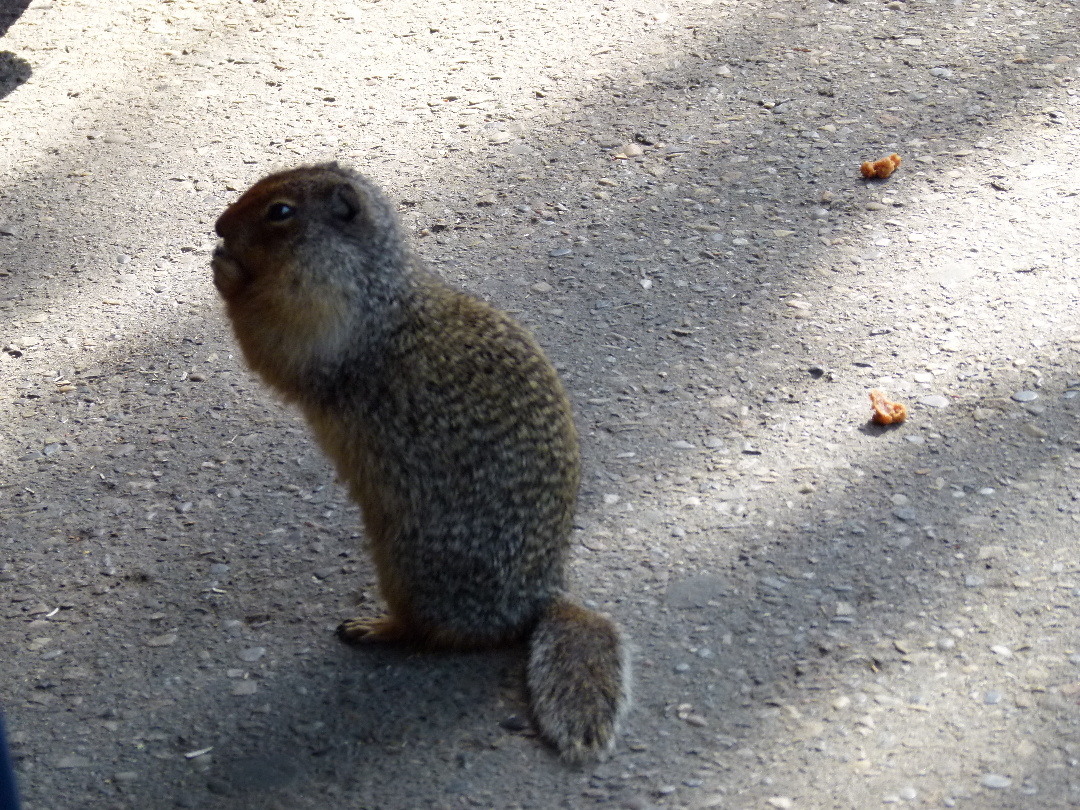 Squirrel an der Train Station in Banff von Antje Baumann