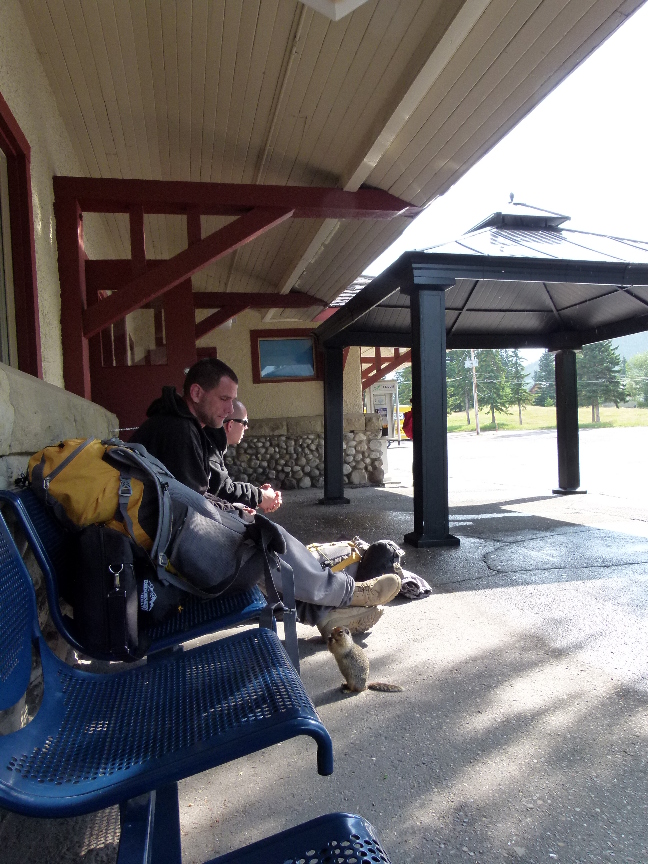 Squirrel an der Train Station in Banff von Antje Baumann