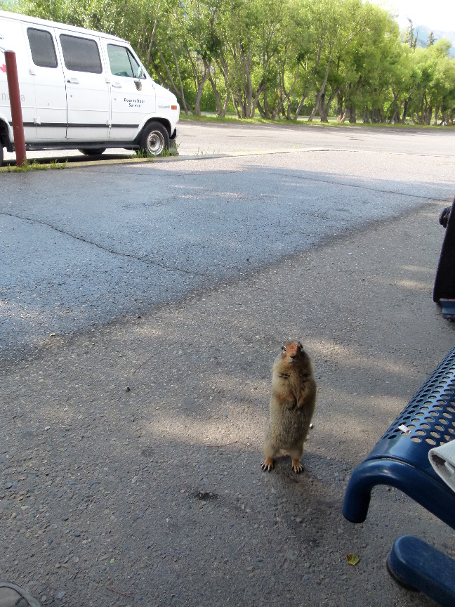 Squirrel an der Train Station in Banff von Antje Baumann