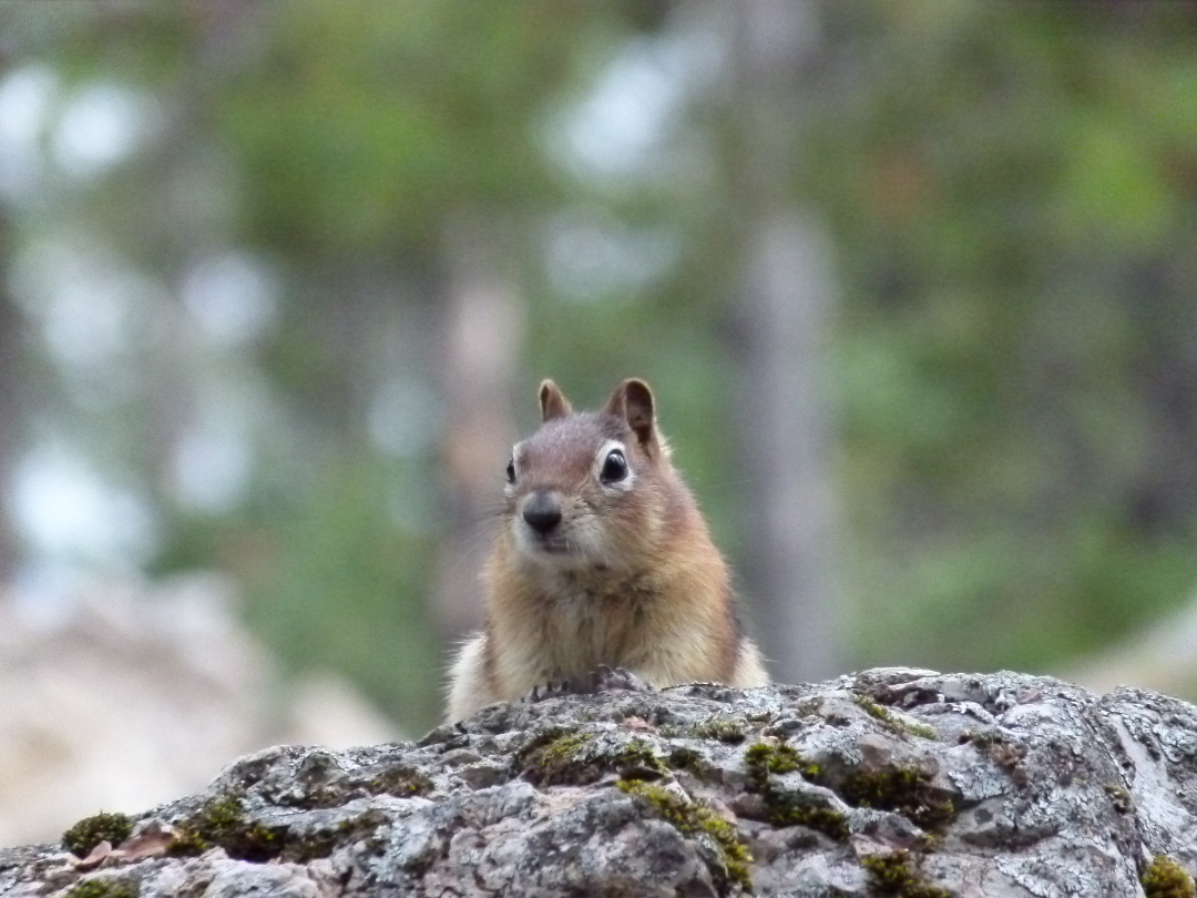 Squirrel am Minnewanka Lake von Antje Baumann