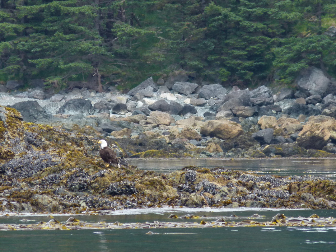 Weisskopfseeadler von Antje Baumann