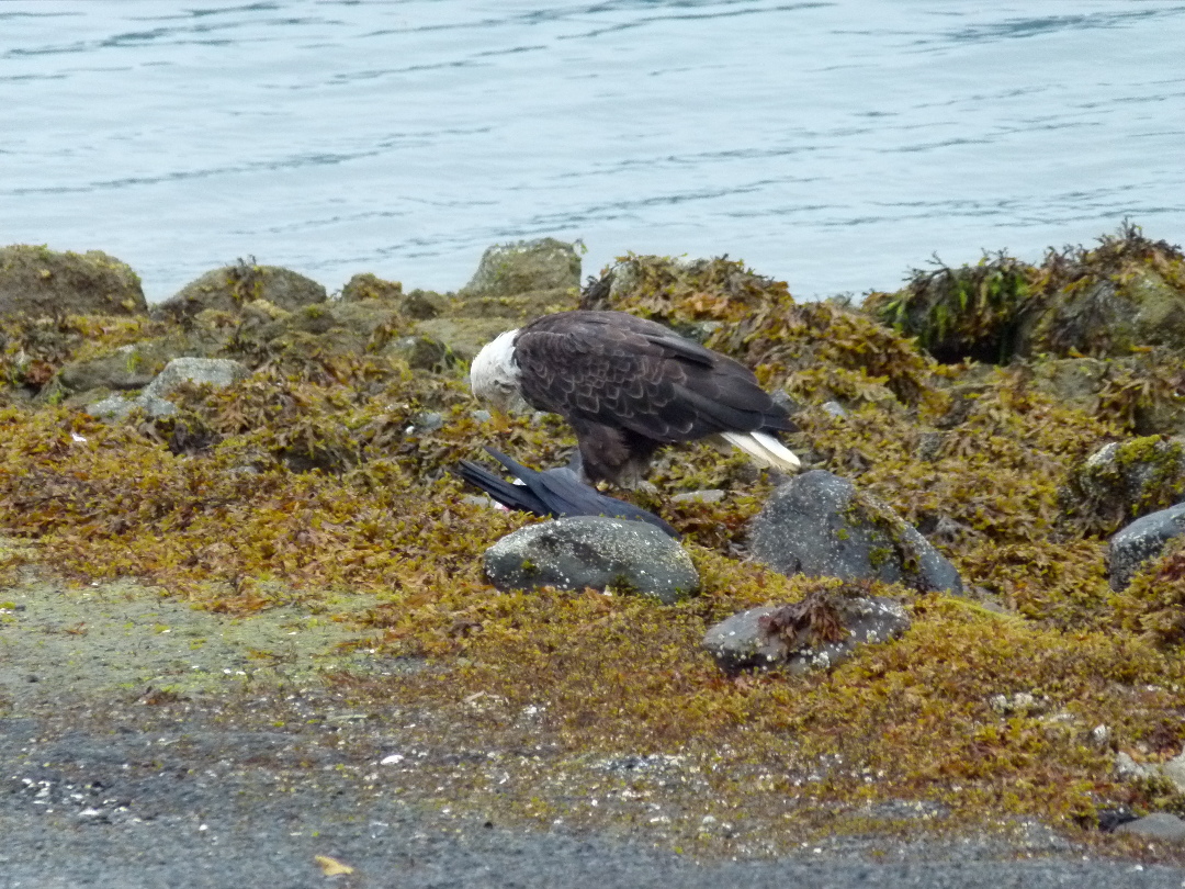 Weisskopfseeadler von Antje Baumann