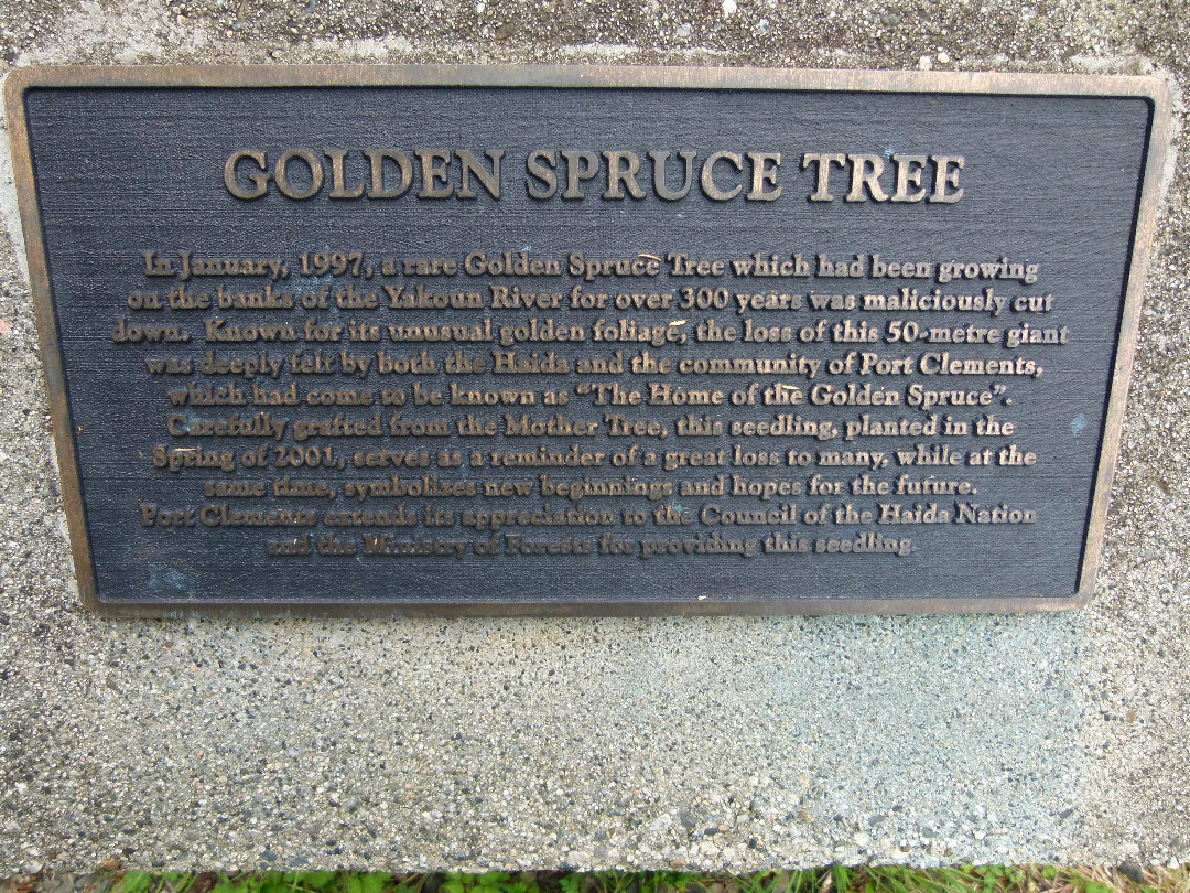 Erklrungstafel fr die Golden Spruce von Antje Baumann