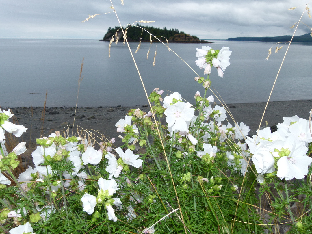 Strand von Skidegate von Antje Baumann