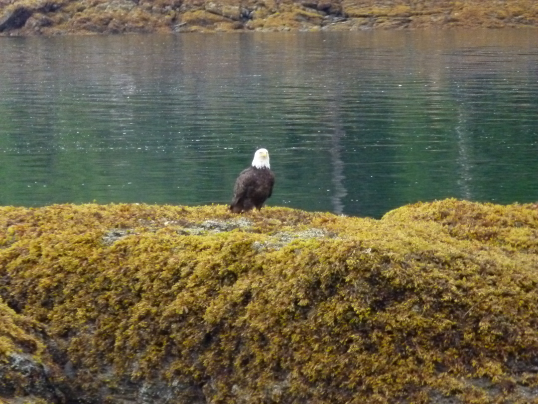 Weisskopfseeadler von Antje Baumann