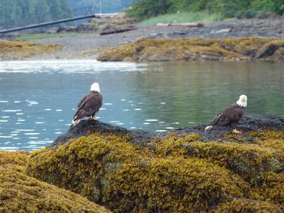 Weisskopfseeadler - Familie von Antje Baumann