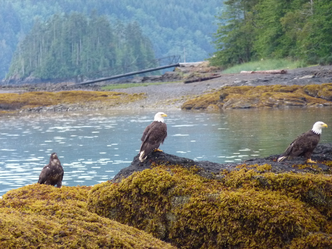 Weisskopfseeadler - Familie von Antje Baumann