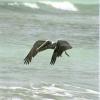 Ein fliegender Pelikan von Antje Baumann