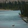 Wapitihirsch berquert den Athabasca River von Antje Baumann