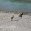 2 Tiere auf dem Weg in den Athabasca River von Antje Baumann