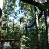 Treetops Adventure an der Capilano Suspension Bridge von Antje Baumann